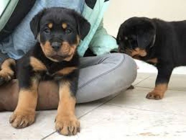 ADRK Rottweilerwelpen abzugeben mit Papieren 
