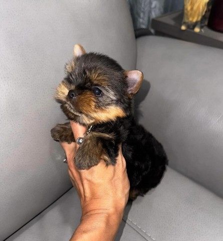 Registrierte Yorkshire-Welpen zur Vermittlung Registrierte Yorkshire-Welpen zur Vermittlung