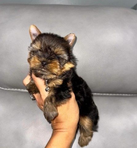 Registrierte Yorkshire-Welpen zur Vermittlung Registrierte Yorkshire-Welpen zur Vermittlung