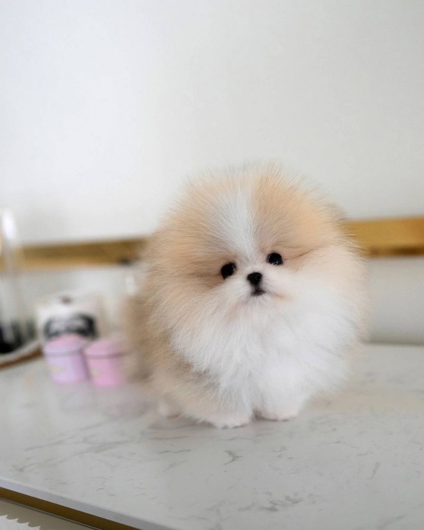 Teacup Pomeranian Welpen zur Adoption
