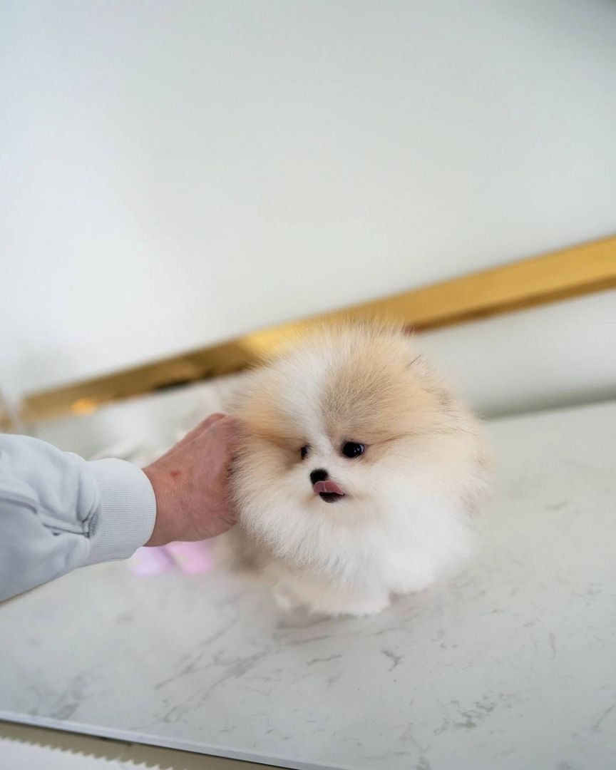 Teacup Pomeranian Welpen zur Adoption