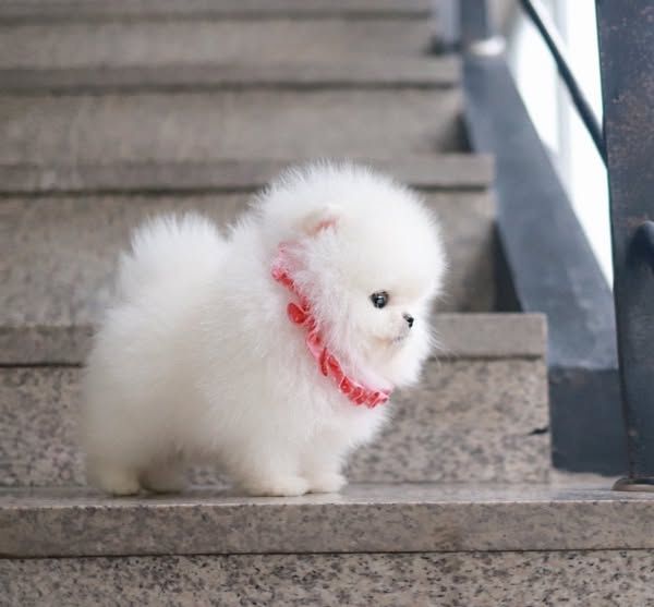 Teacup Pomeranian Welpen zur Adoption