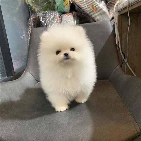 Teacup Pomeranian Welpen zur Adoption