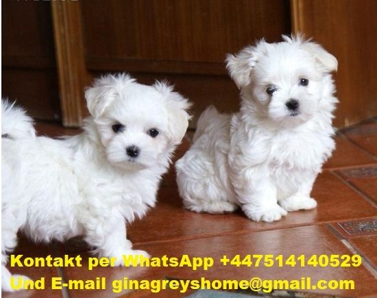 Mini Malteser welpen 