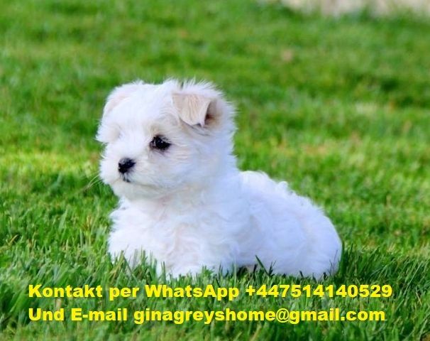 MINI Malteser welpen (KOSTENLOS )