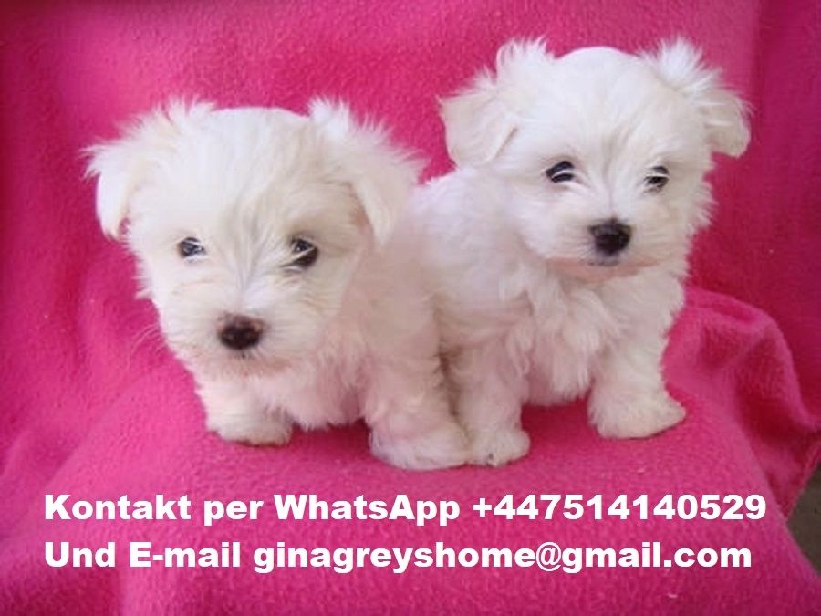 MINI MALTESER WELPEN 