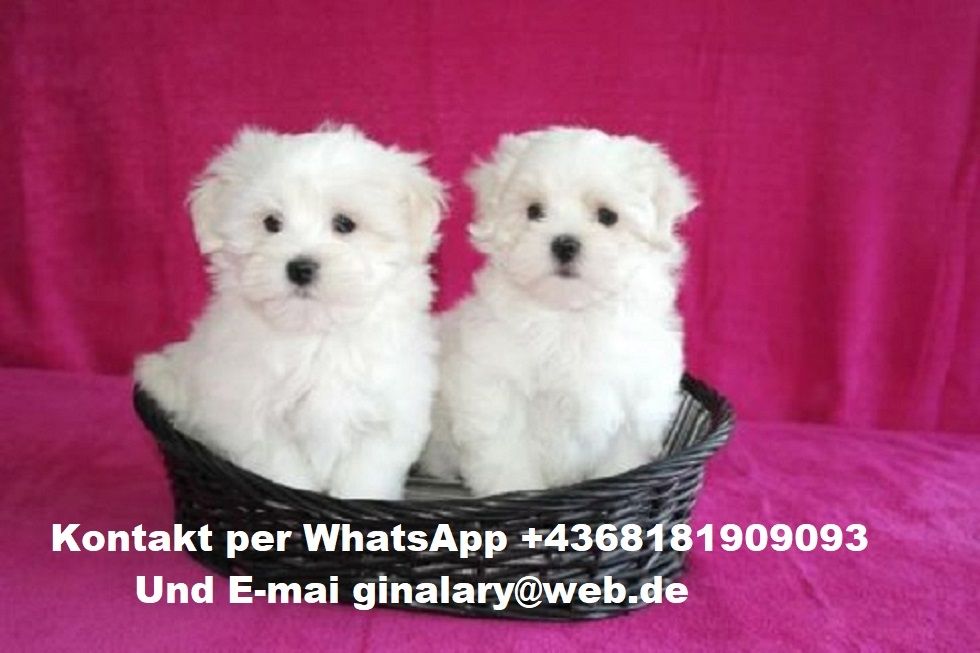 Mini Malteser Welpen