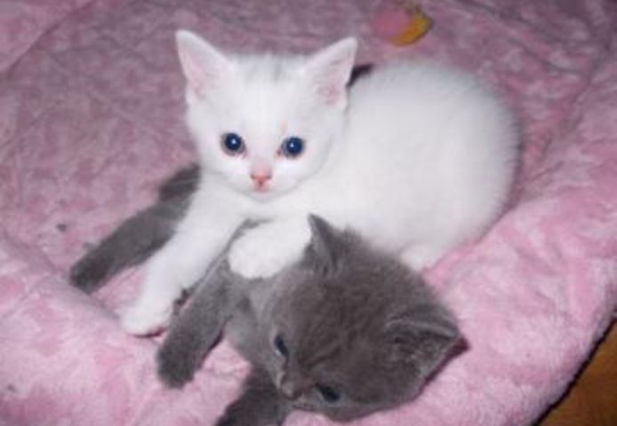 süßes Britisch Kurzhaar Kätzchen