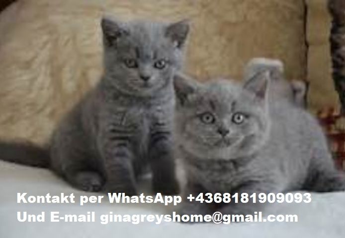 BKH Kätzchen reinrassig