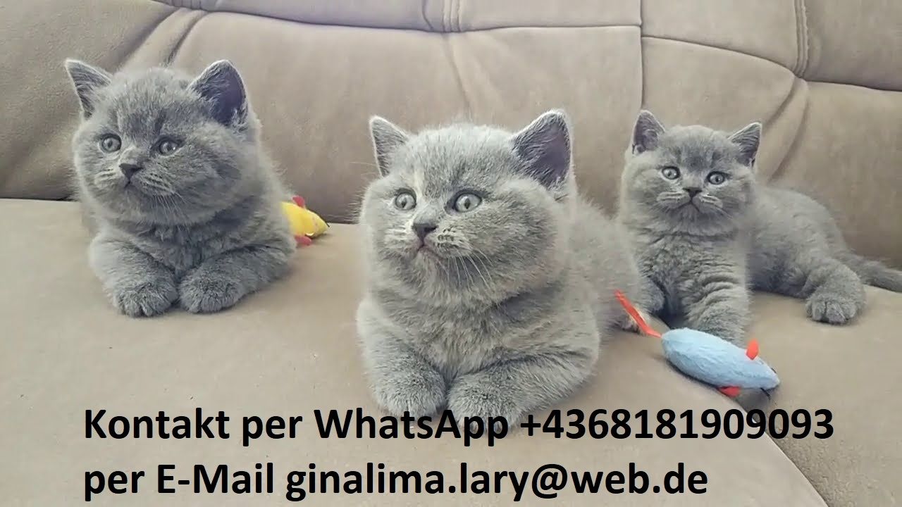 BKH Britisch Kurzhaar Kätzchen reinrassig