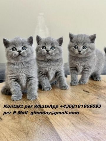 Gesund Britisch Kurzhaar Katzchen