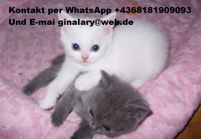Gesund Britisch Kurzhaar Katzchen