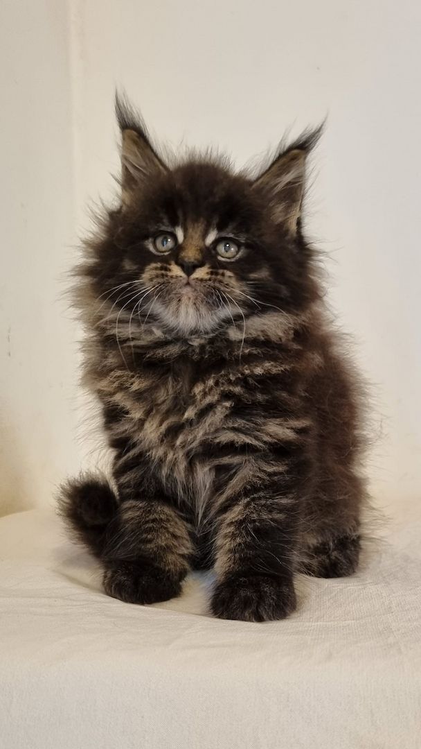 Maine Coon Kätzchen zu verkaufen