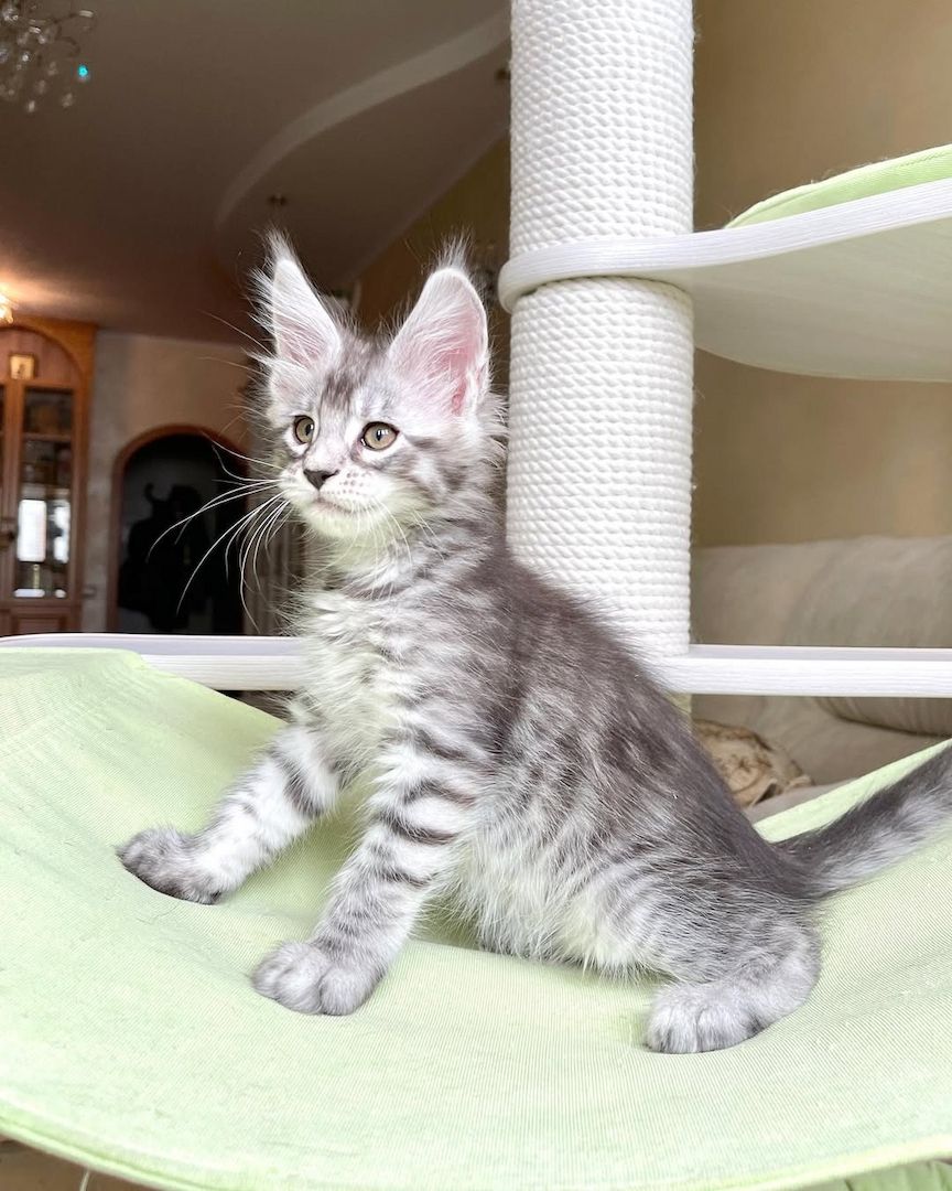 Maine Coon Kätzchen zu verkaufen