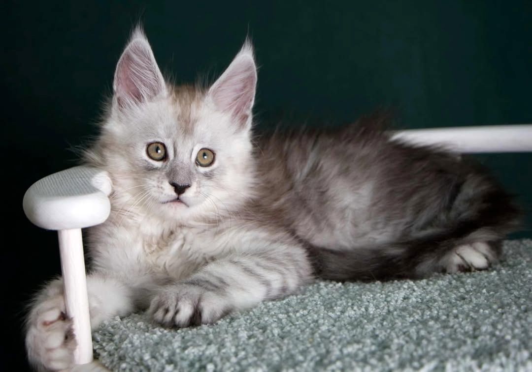 Maine Coon Kätzchen zu verkaufen
