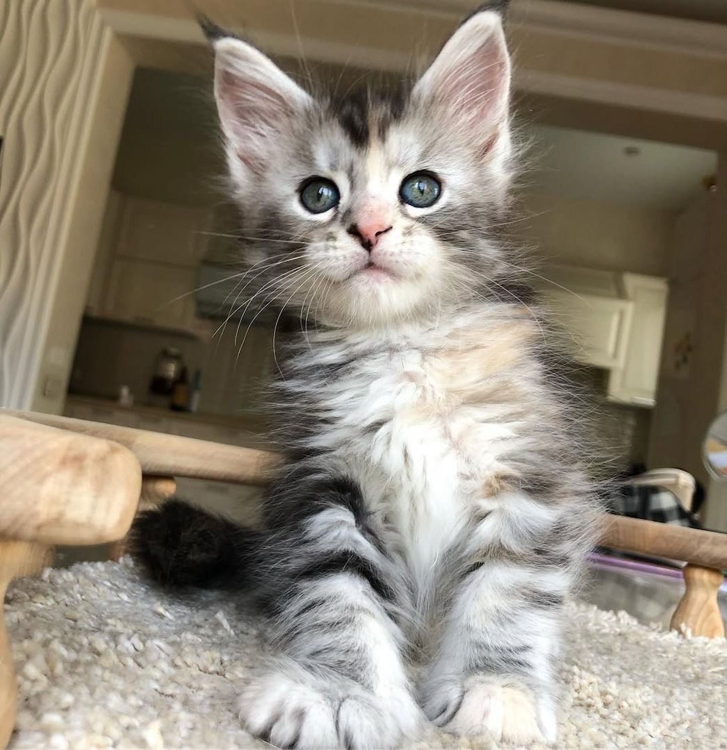 Maine Coon Kätzchen zu verkaufen