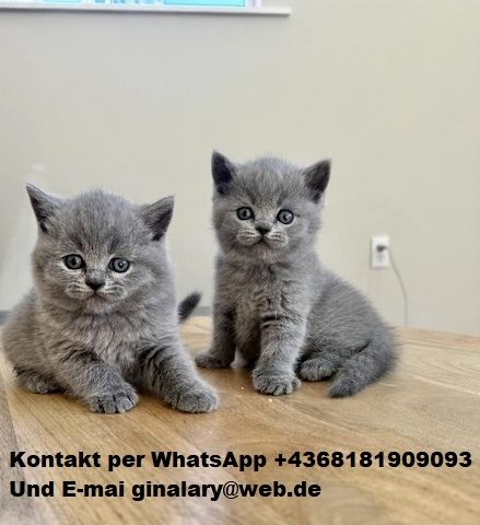 Wunderschöne Britisches Kurzhaar Kätzchen