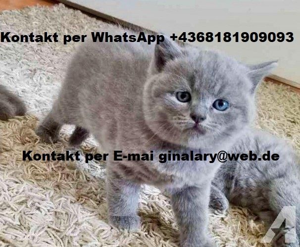 Prächtige Britisch Kurzhaar Kätzchen