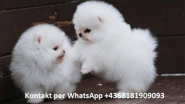 Pomeranian zwergspitz