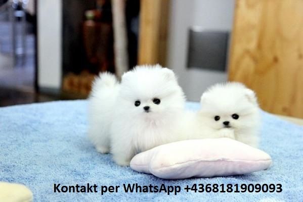 Mini Pomeranian Zwergspitz Welpen