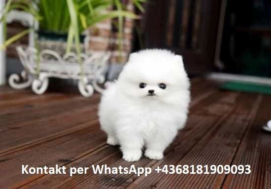 Pomeranian Zwergspitz Welpen ZUM VERSCHENKEN Pomeranian Zwergspitz Welpen ZUM VERSCHENKEN