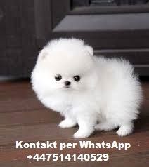 Wunderschöne Zwergspitz Pomeranian-Welpen