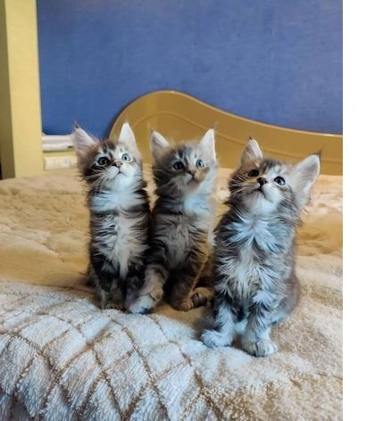 Maine Coon Kätzchen zu verkaufen ..