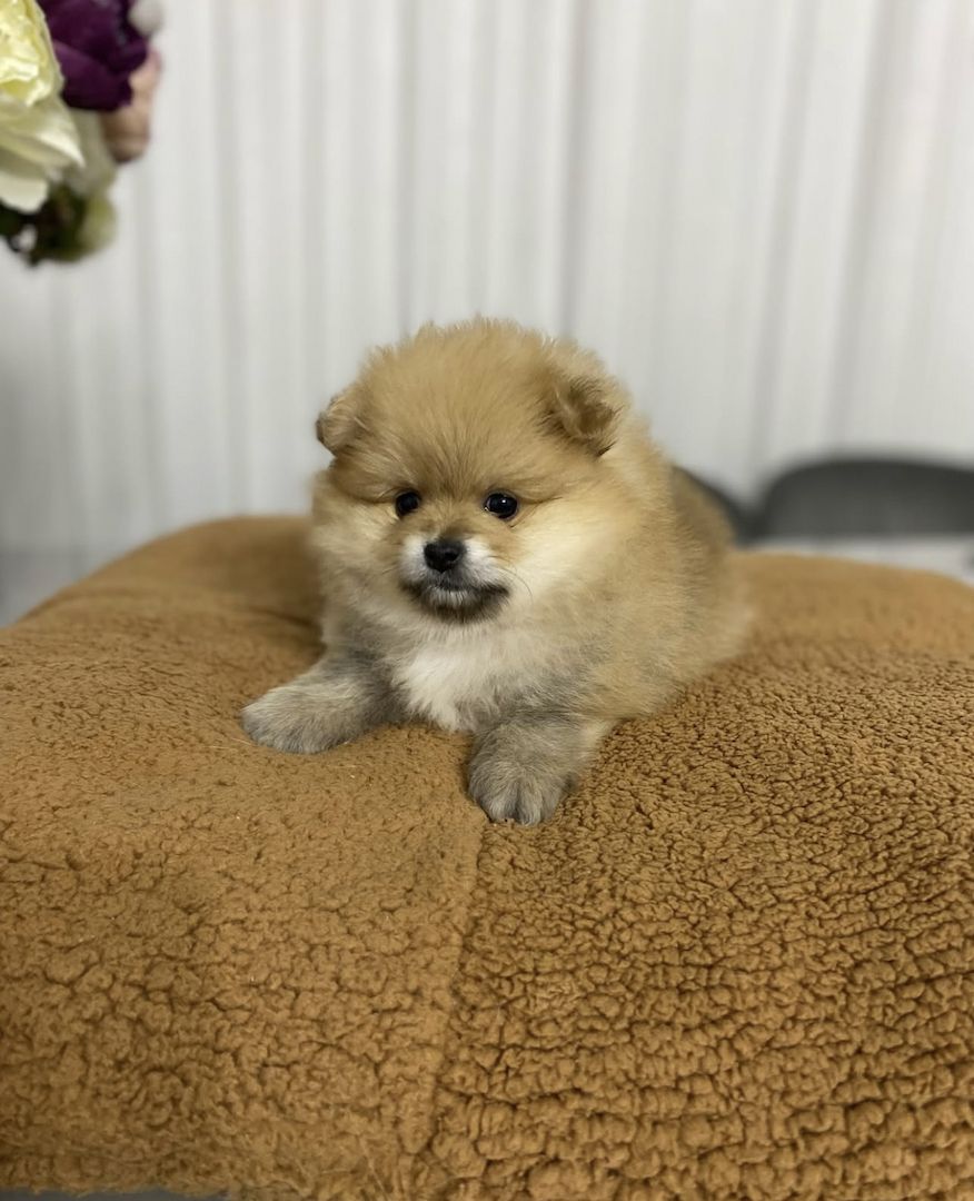 Zwergspitz pommersche Welpen 