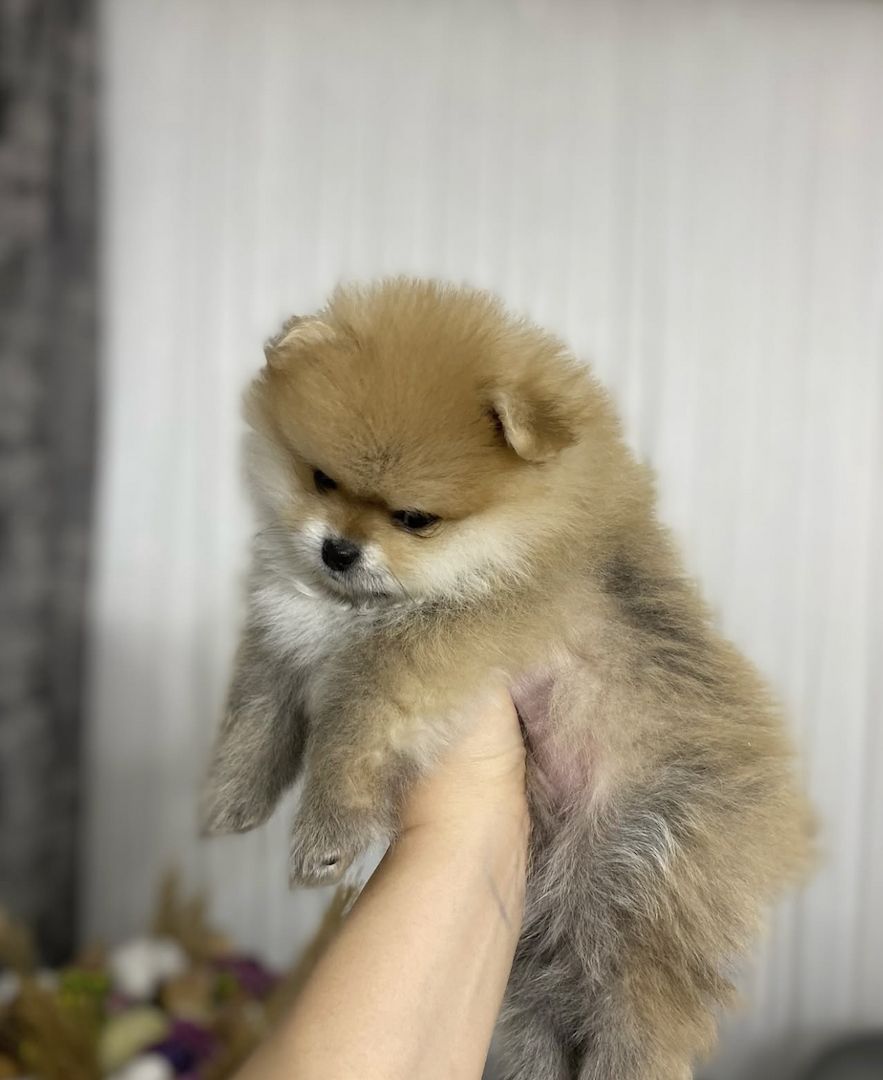 Zwergspitz pommersche Welpen 