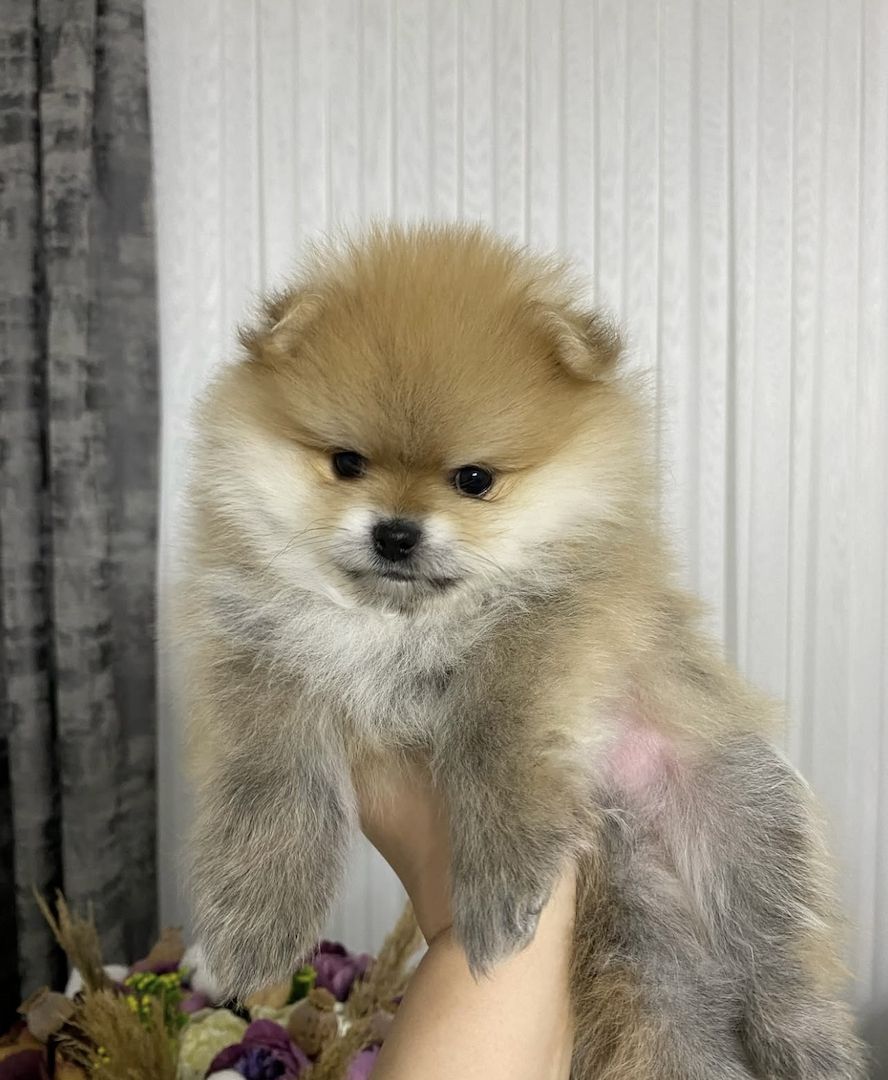 Zwergspitz pommersche Welpen 