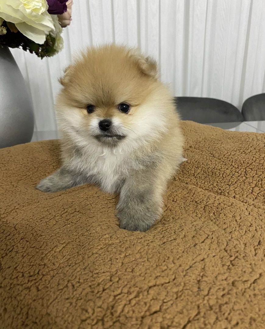 Zwergspitz pommersche Welpen 