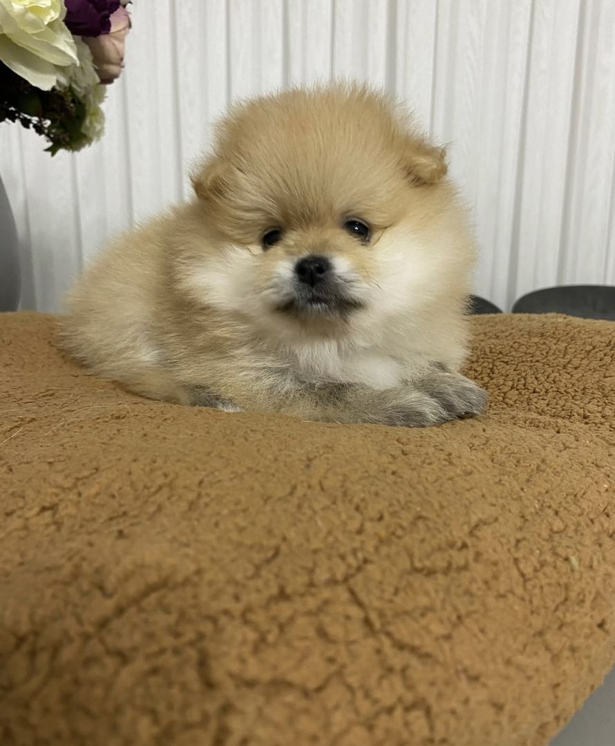 Zwergspitz pommersche Welpen 