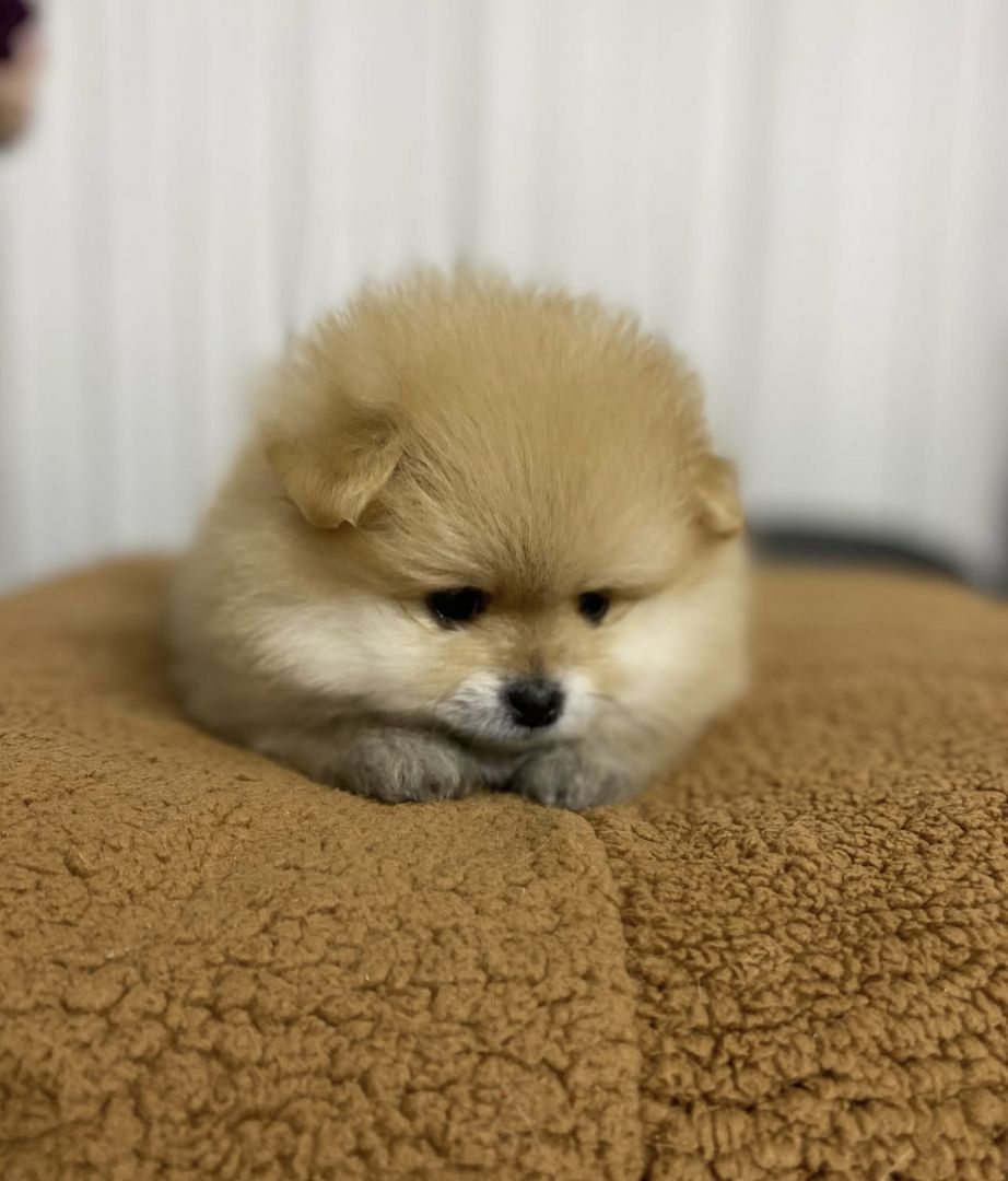 Zwergspitz pommersche Welpen 