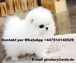 Zwergspitz-Pomeranian Welpen Zwergspitz-Pomeranian Welpen