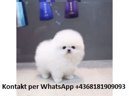 MINI ZWERGSPITZ POMERANIAN MINI ZWERGSPITZ POMERANIAN