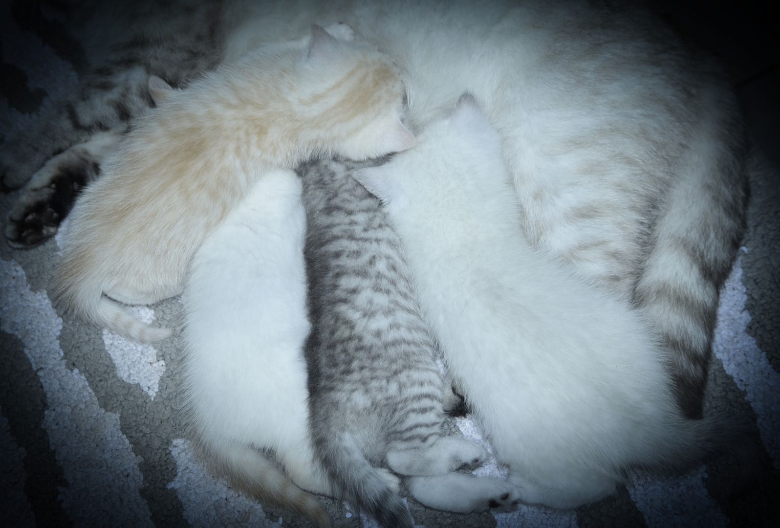 Reinrassige BKH-Kitten (geimpft, gechippt, Gesundheitszeugnis)