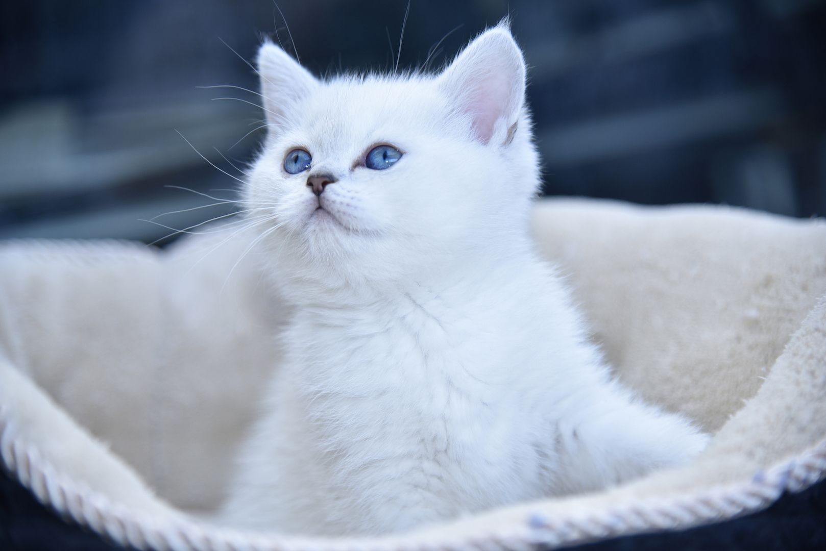 Reinrassige BKH-Kitten (geimpft, gechippt, Gesundheitszeugnis)