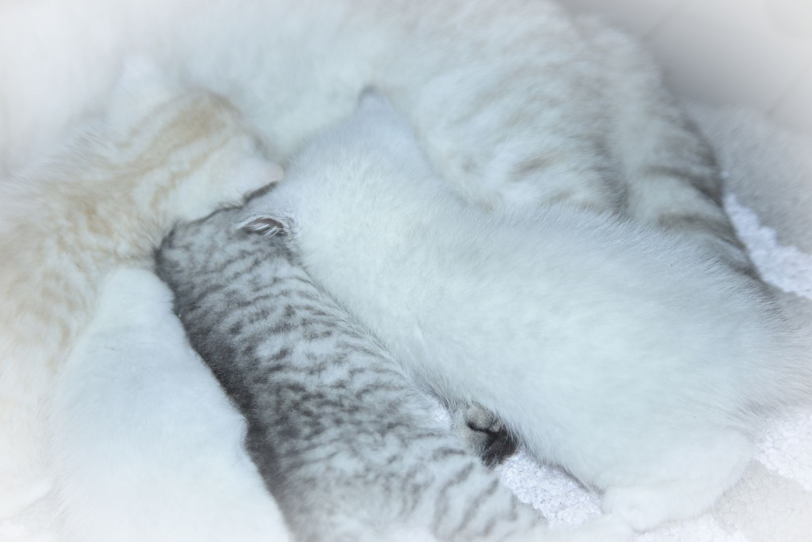 Reinrassige BKH-Kitten (geimpft, gechippt, Gesundheitszeugnis)