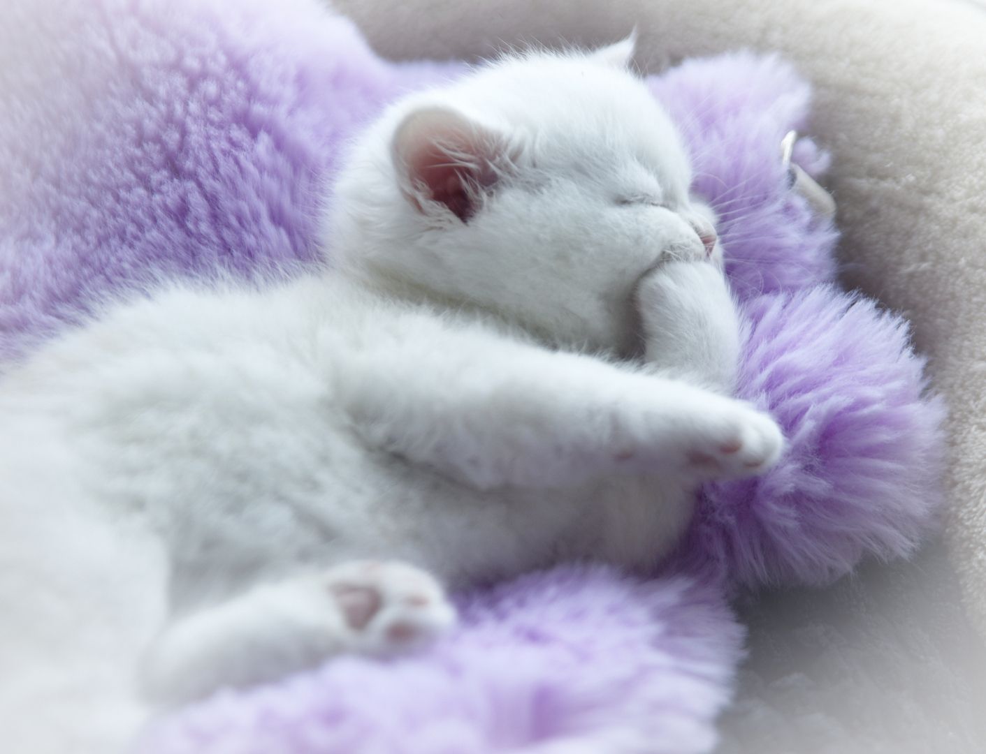 Reinrassige BKH-Kitten (geimpft, gechippt, Gesundheitszeugnis)