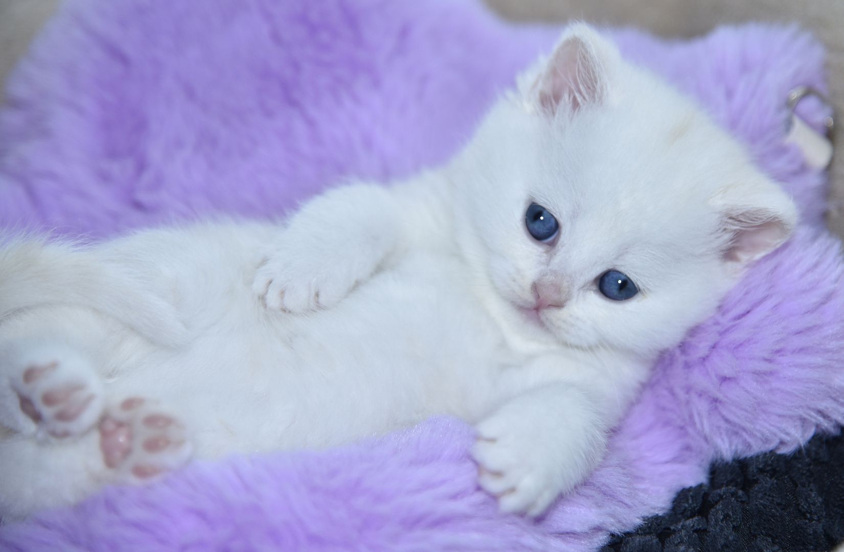 Reinrassige BKH-Kitten (geimpft, gechippt, Gesundheitszeugnis)