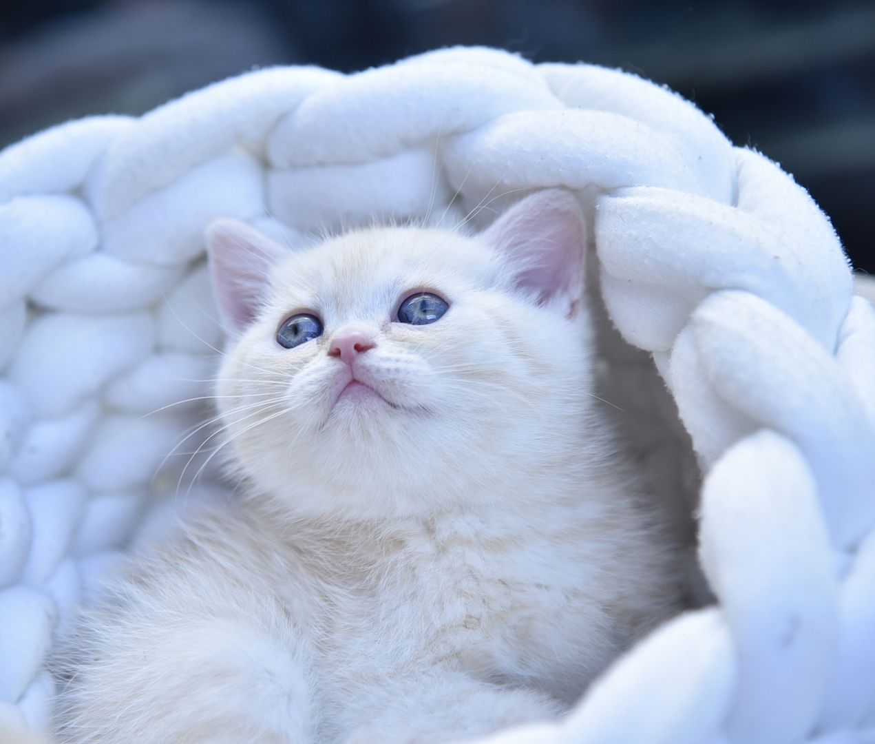 Reinrassige BKH-Kitten (geimpft, gechippt, Gesundheitszeugnis)