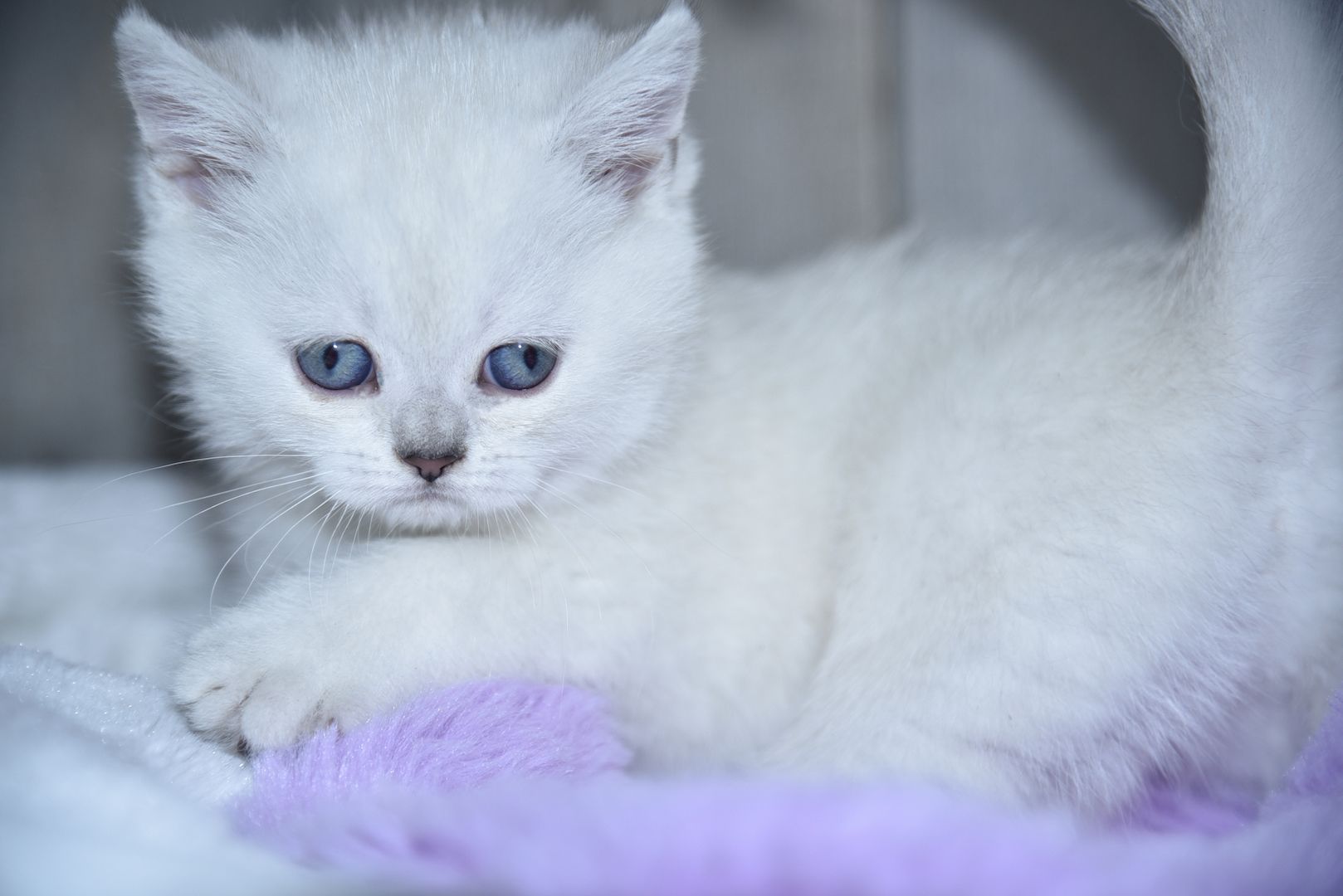 Reinrassige BKH-Kitten (geimpft, gechippt, Gesundheitszeugnis)