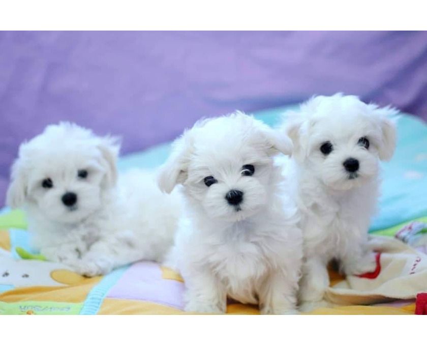 Erhältlich Mini Malteser Babys Welpen mit papieren 