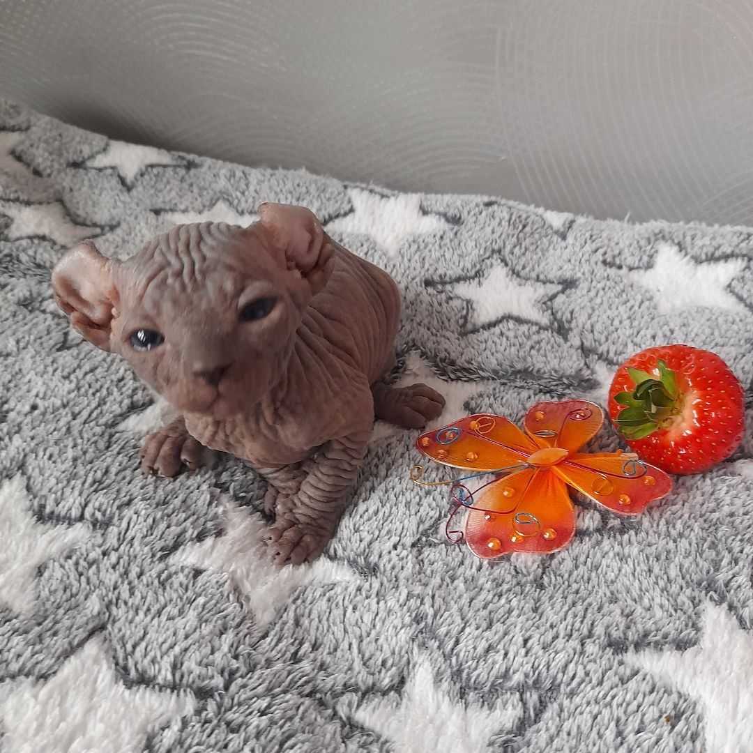 Kanadische Spynx Kitten mit Stammbaum