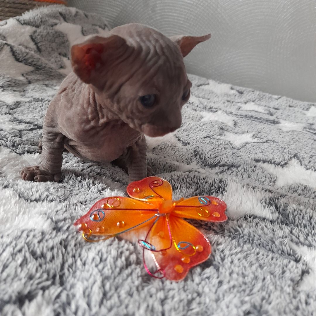 Kanadische Spynx Kitten mit Stammbaum