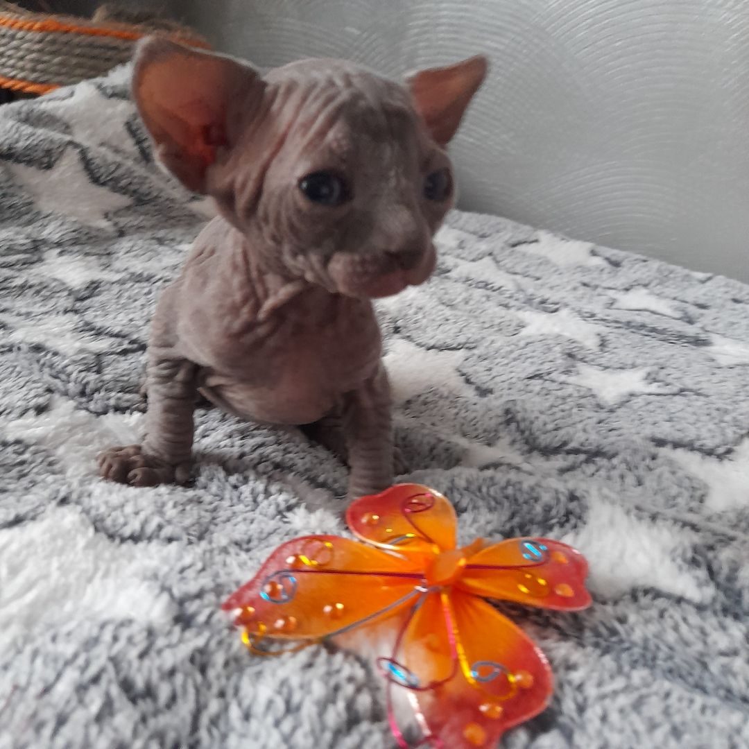 Kanadische Spynx Kitten mit Stammbaum