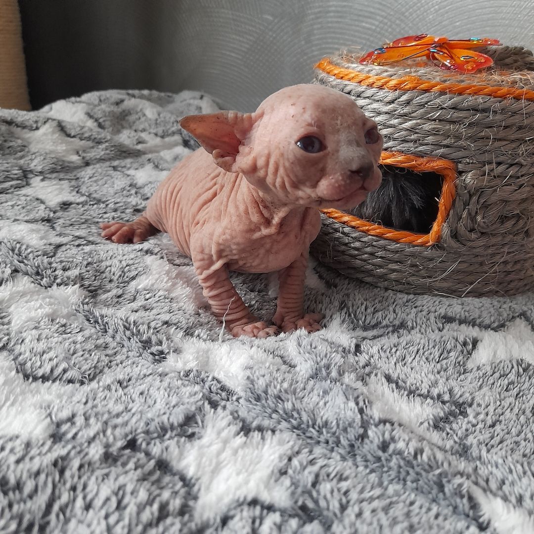 Kanadische Spynx Kitten mit Stammbaum