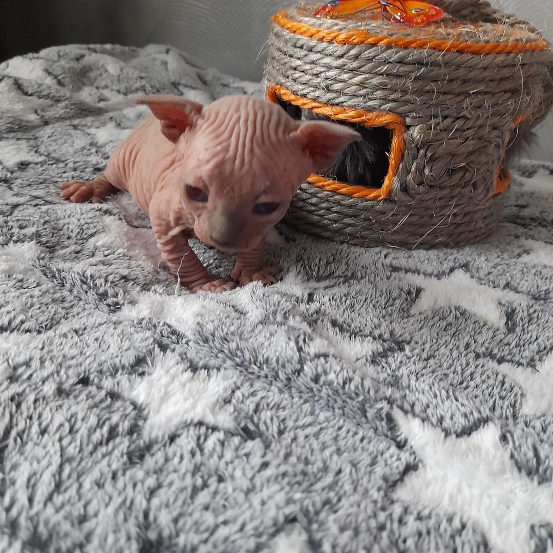 Kanadische Spynx Kitten mit Stammbaum