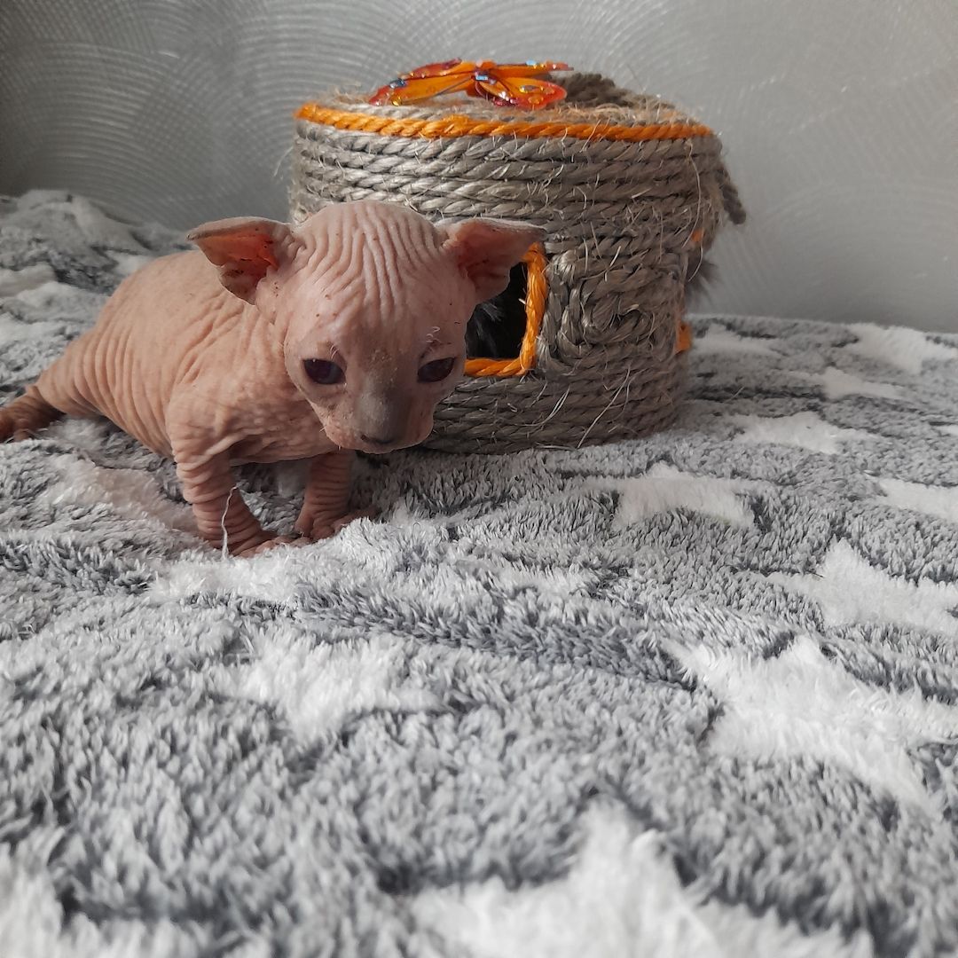 Kanadische Spynx Kitten mit Stammbaum