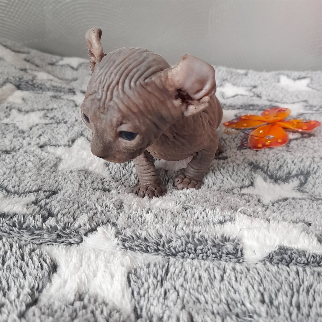 Kanadische Spynx Kitten mit Stammbaum